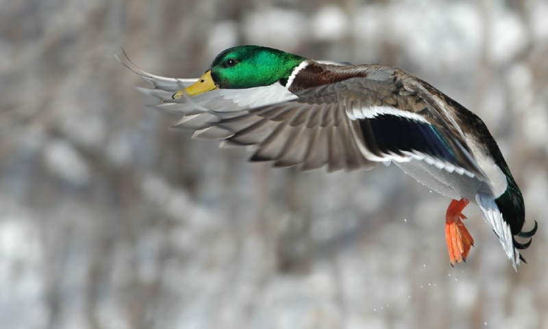 DSC_6476.JPG - mallard