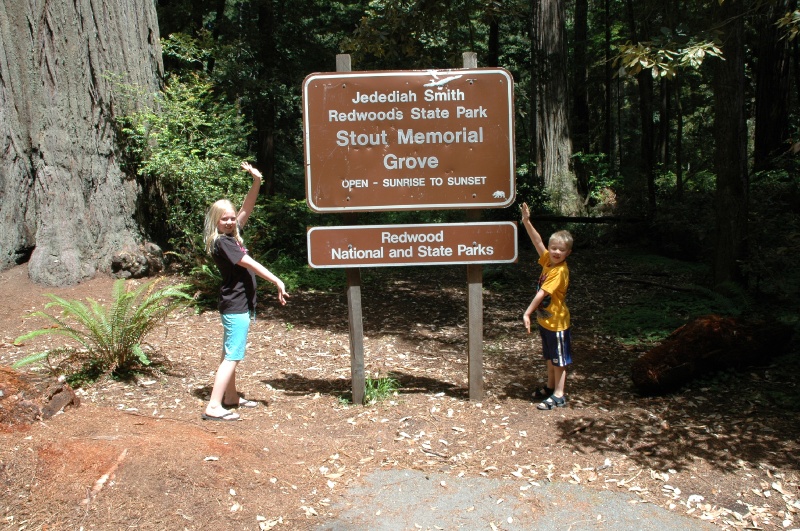 DSC_7853.JPG - Seeing the Redwoods!
