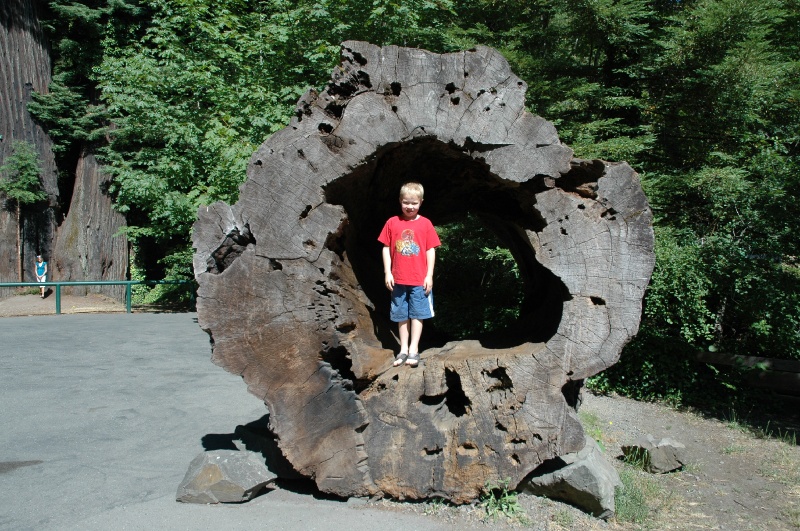 DSC_7904.JPG - Erik in the base of a Redwood