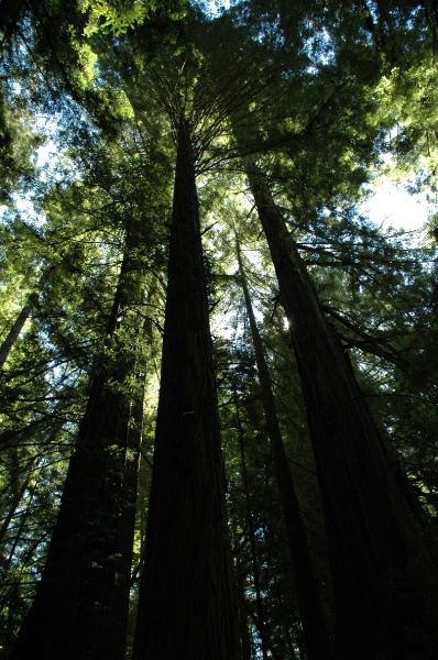 DSC_7917.JPG - Looking up through the Redwoods