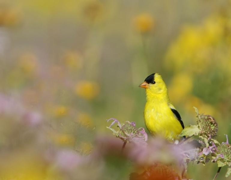 DSC_8372.JPG - Goldfinch
