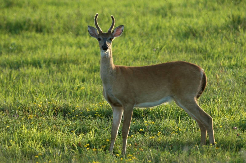 DSC_8690.JPG - Deer by the church in Caribou, MN