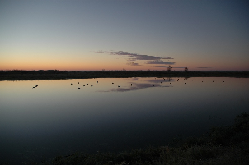 DSC_9216.JPG - Decoys at sunrise