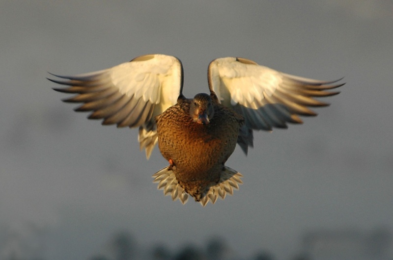 DSC_9393.jpg - Coming in for a landing!
