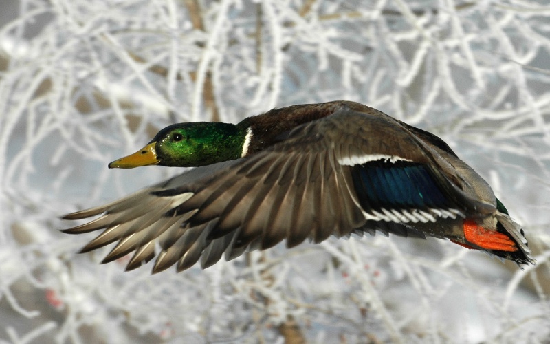 DSC_9547.jpg - Frosty morning mallard