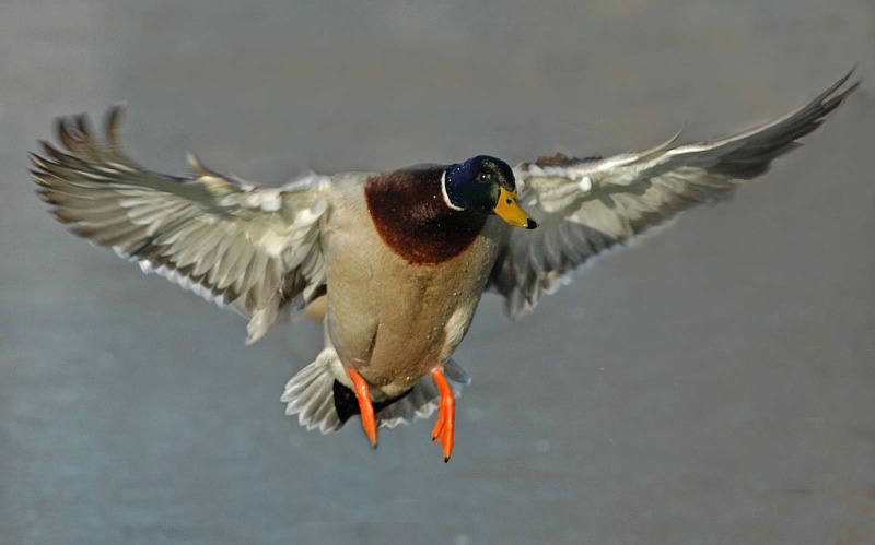 m12_1600.jpg - Big greenhead