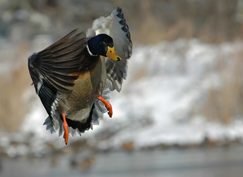 m1_1600_filtered.jpg - more mallard