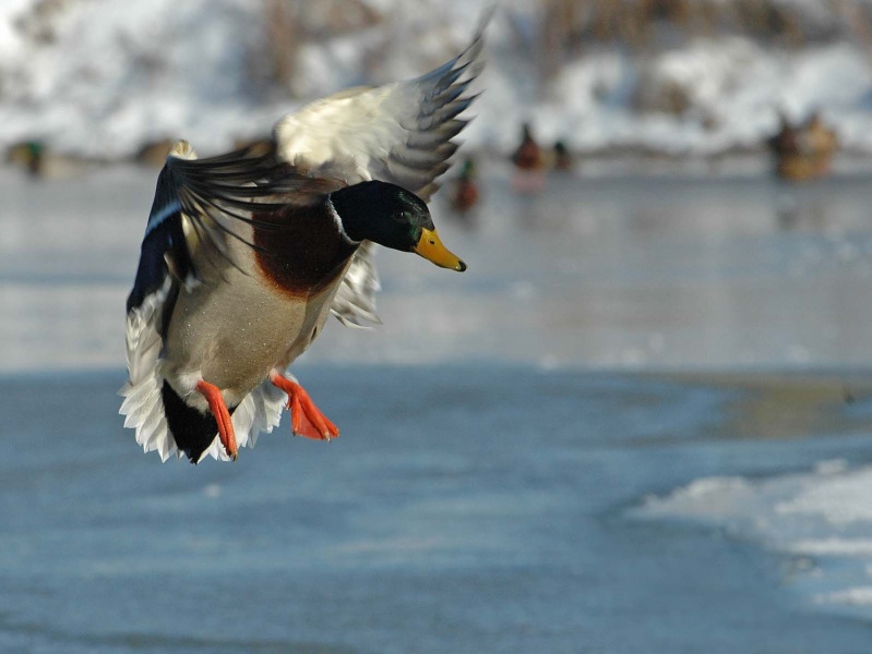 m2_1600.jpg - cold morning