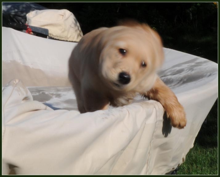 koop10.jpg - Shaking Off
