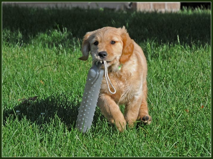 koop11.jpg - Retrieving