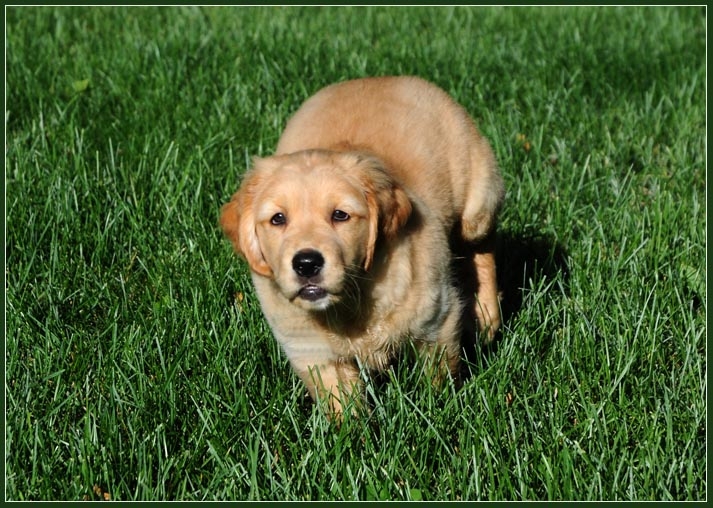 koop14.jpg - Sprint through the grass