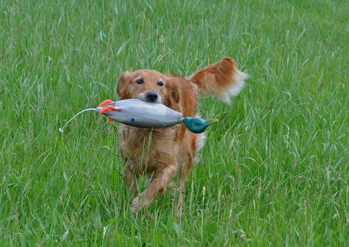 koop2.jpg - Mom (Cali) showing her stuff