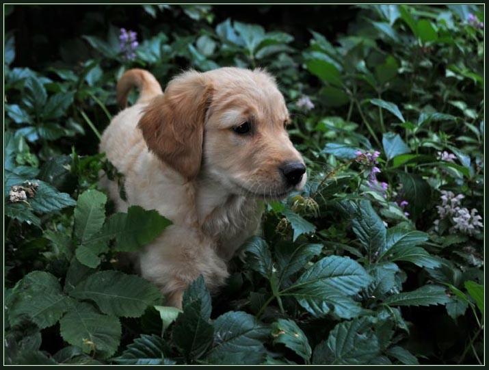 koop3.jpg - In the flowers