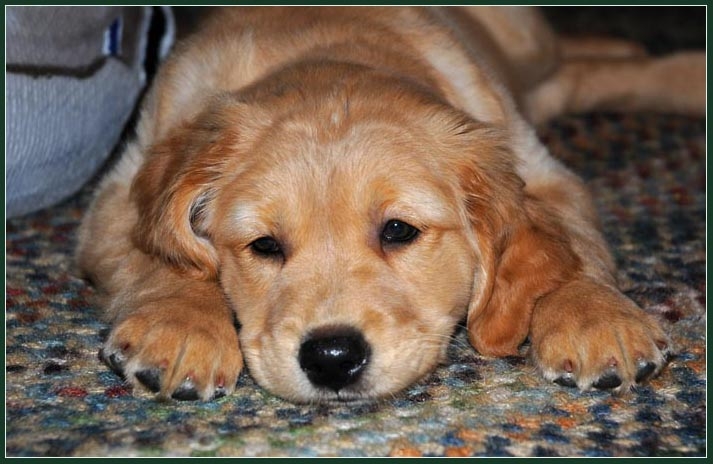 koop6.jpg - Long First Day...tired out