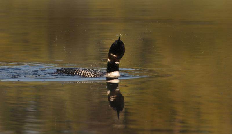 DSC_0235.jpg - Little John Lake Loons
