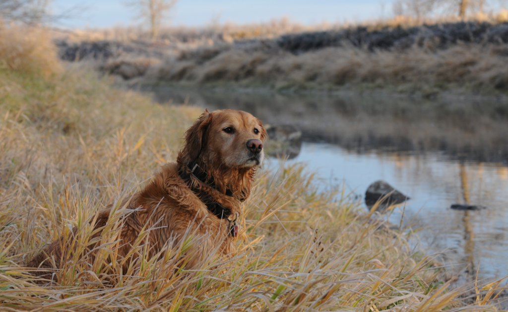 DSC_0409.jpg - Koop on the Lookout