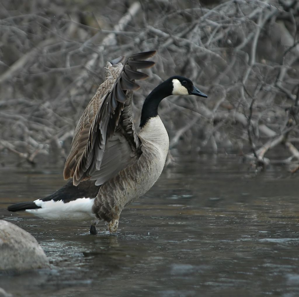 DSC_0833.jpg