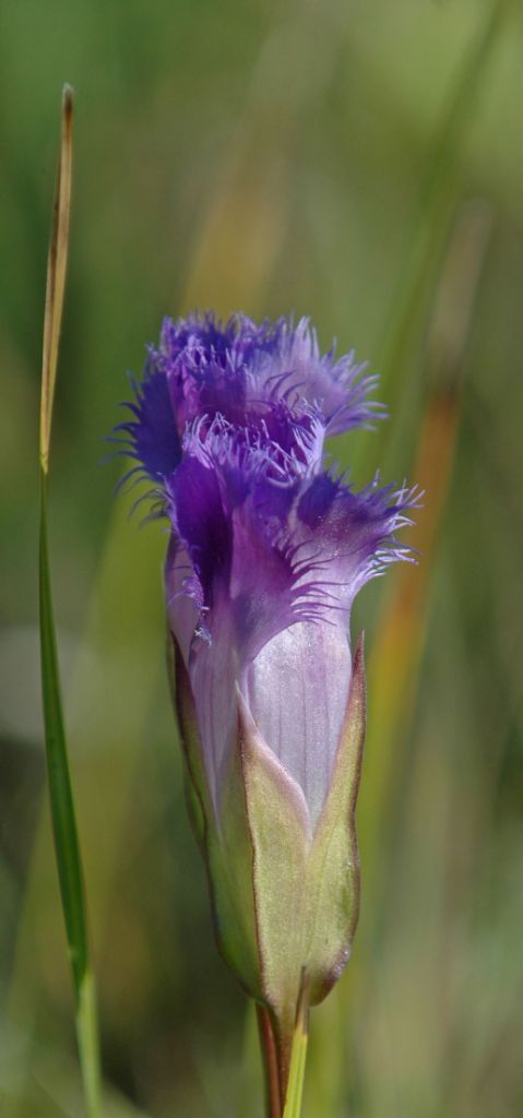 DSC_8726.jpg