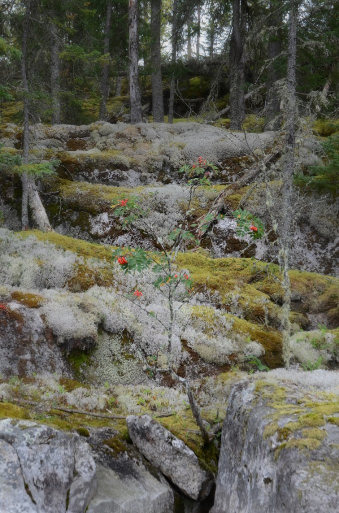 700_5970_topaz.jpg - A little color