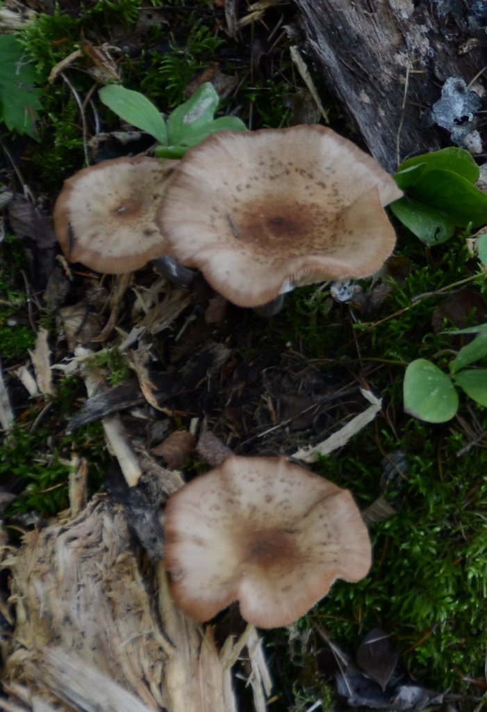 700_6252.jpg - all kinds