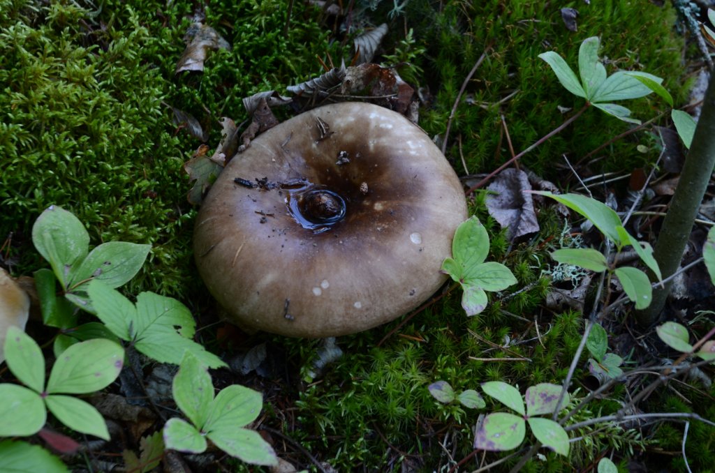 700_6253.jpg - questionable ones