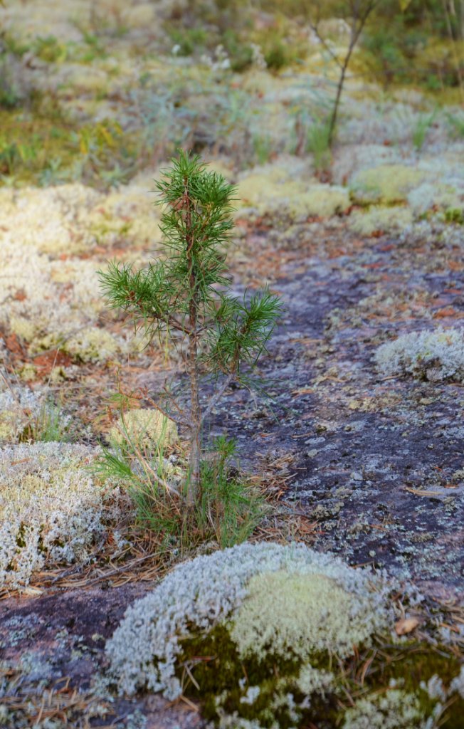 700_6311.jpg - new stuff