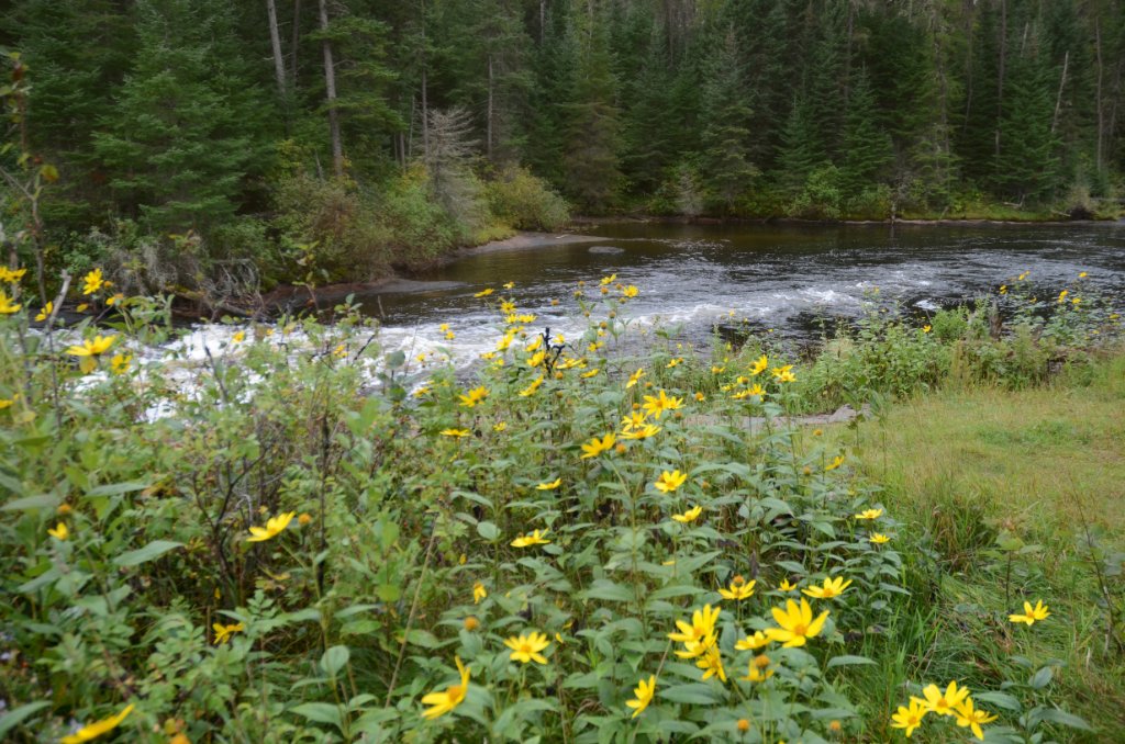 700_6360.jpg - The flower portage