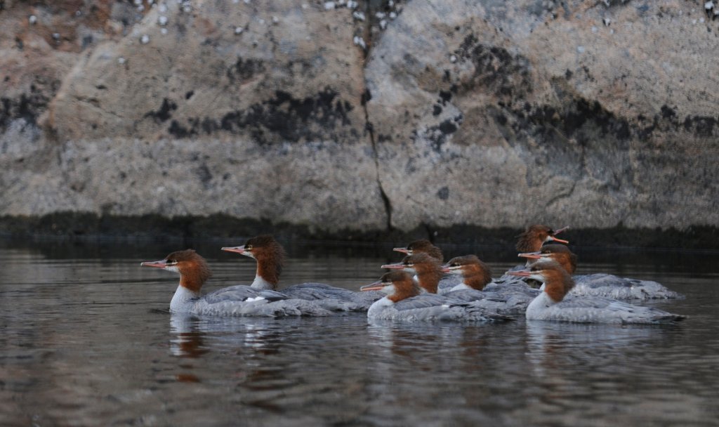 DSC_0036.jpg - There is one in every crowd