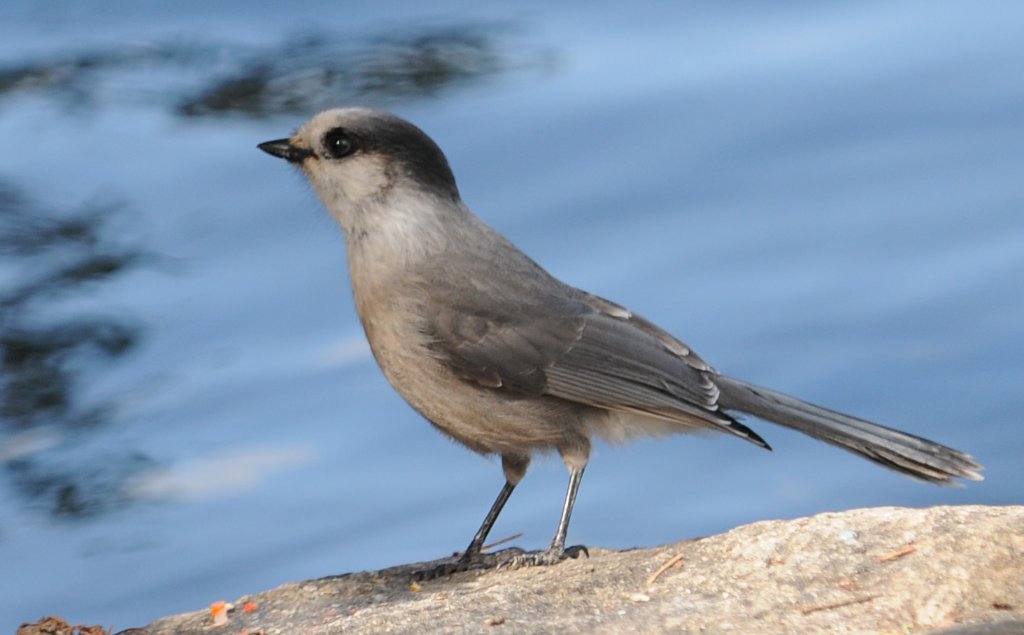 DSC_0080.jpg - The gray jay