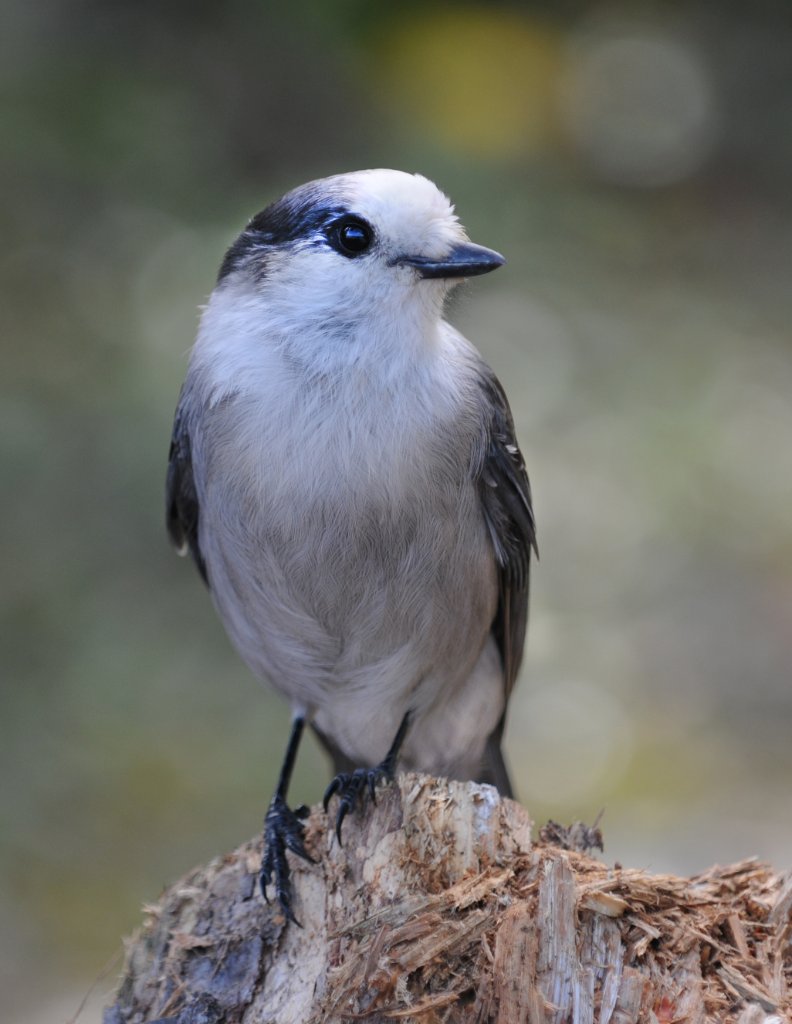 DSC_0086.jpg - camp visitor