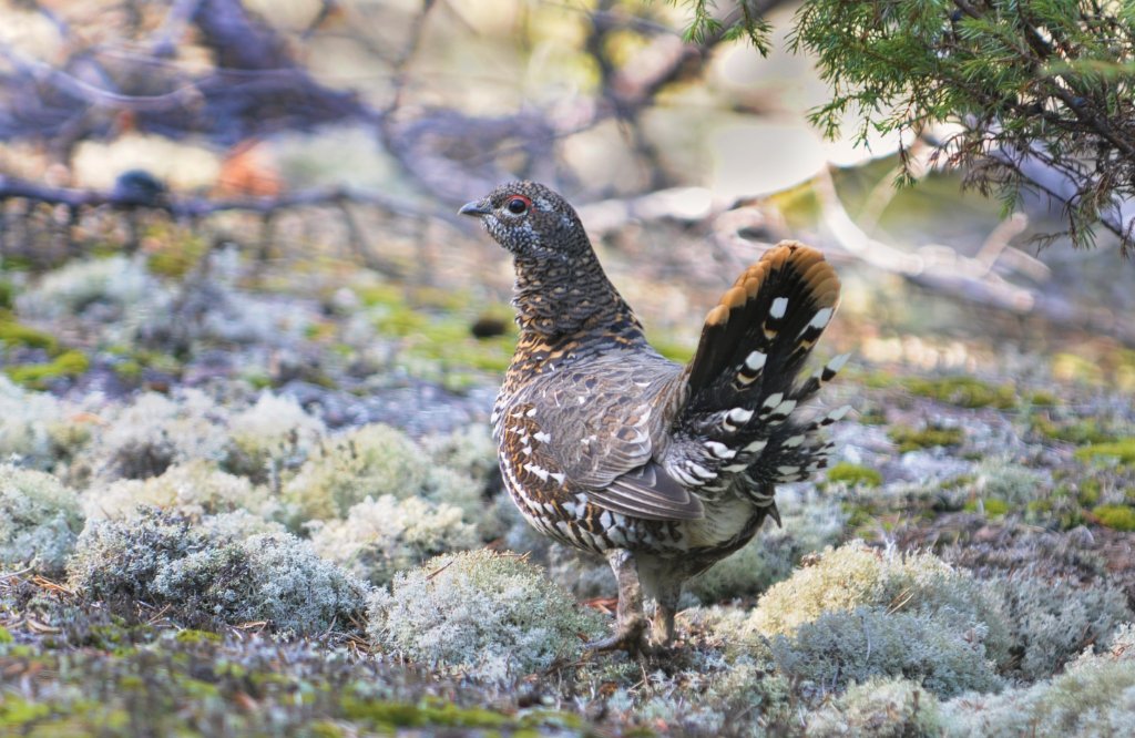 DSC_0113.jpg - A spruce grouse