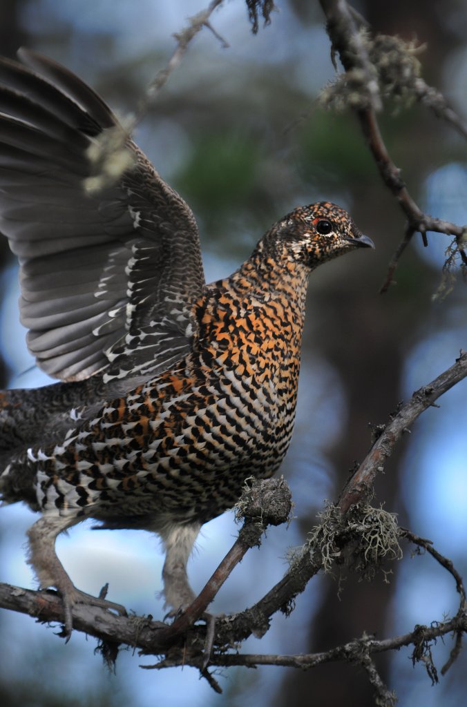 DSC_0168.jpg - Showing a little wing