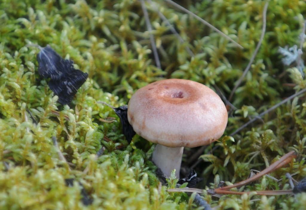 DSC_0174.jpg - pretty ones