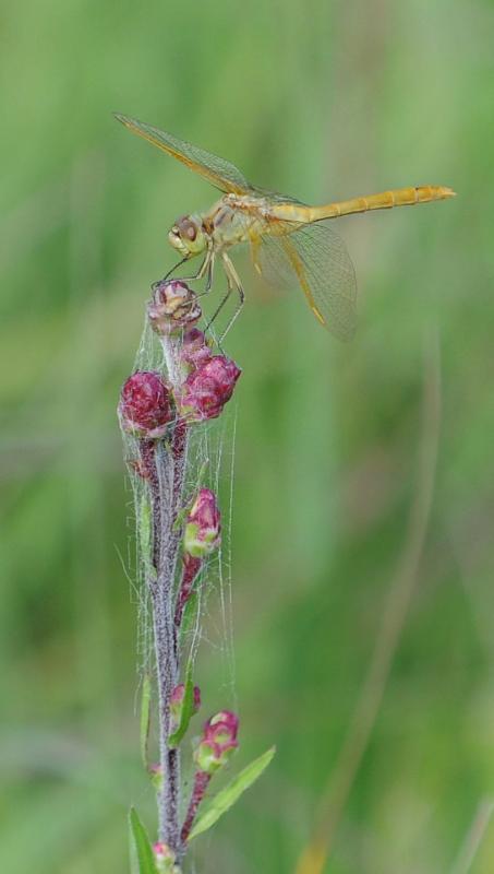 DSC_1985.jpg - Yellow Dragon
