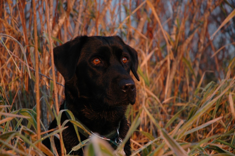 DSC_9252.JPG - Buddy on the lookout!