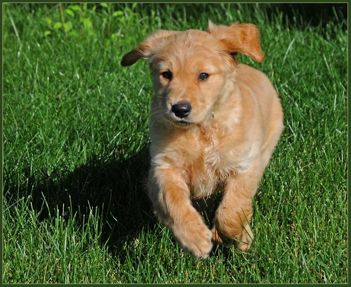 koop12.jpg - See Me Run